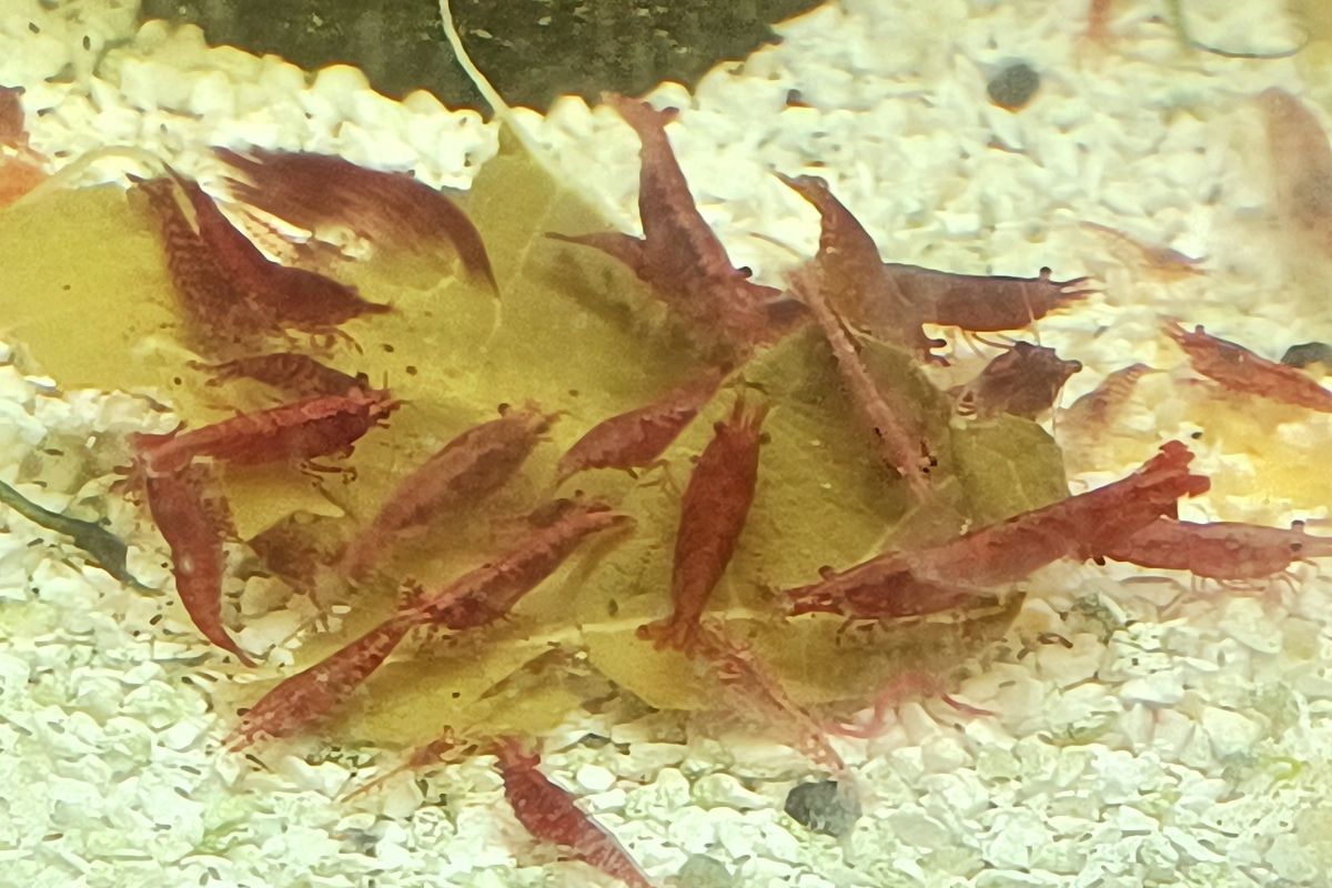 Photo 3 Aquarium -  10 crevettes caridina pour aquarium