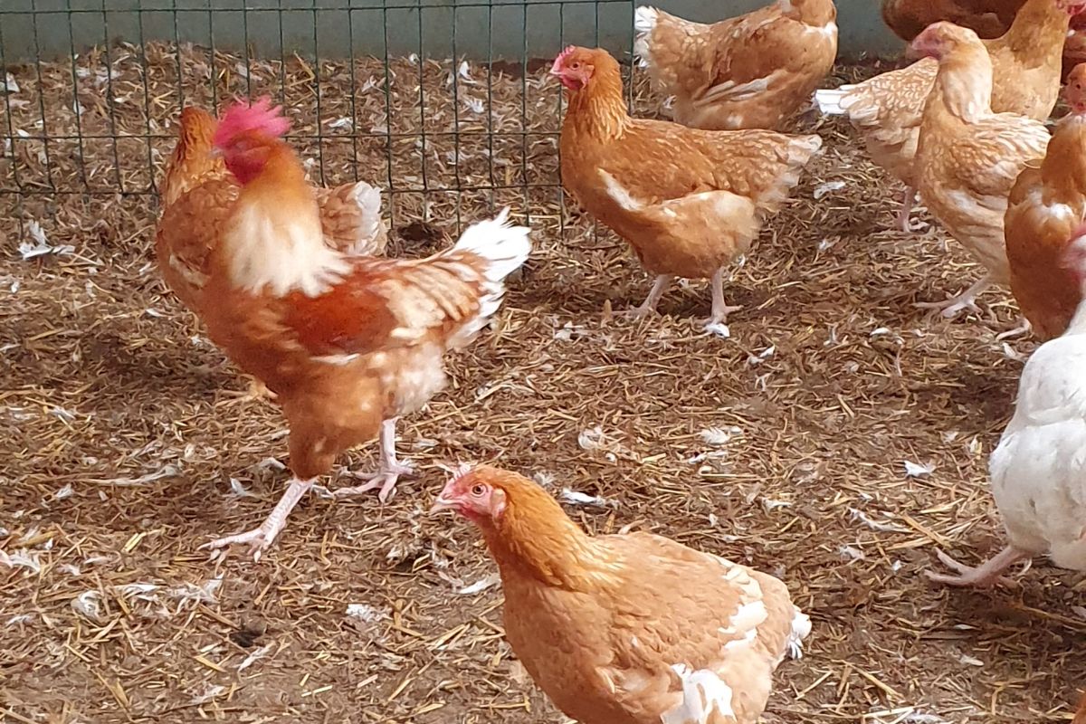 Photo 2 Poulets, poulettes 