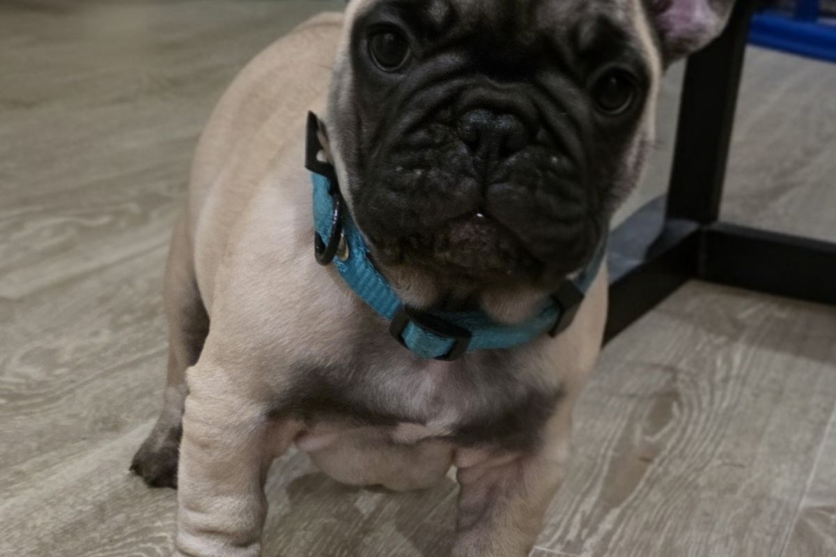 Chiots race bouledogue français LOF – mâles