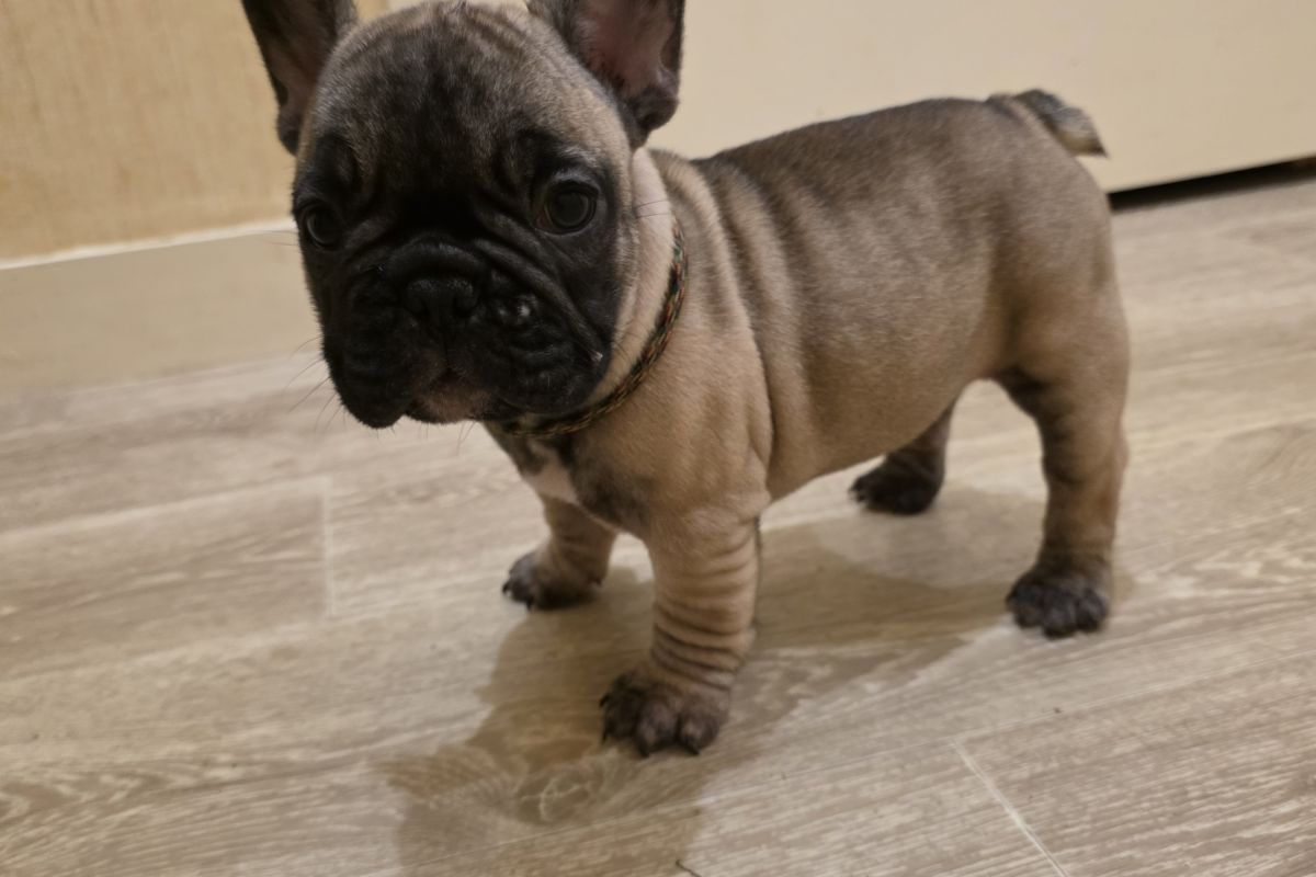 Photo 2 Chiots race bouledogue français LOF – mâles