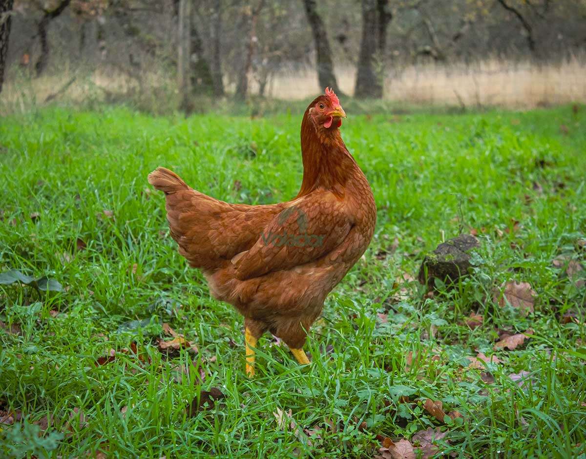 VDS POULES PONDEUSES PIOTS