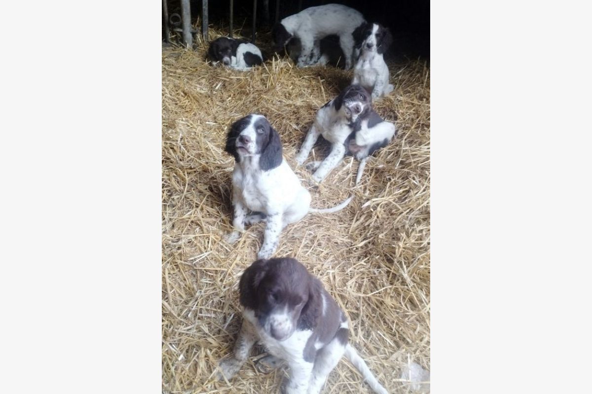 Apparence épagneul français