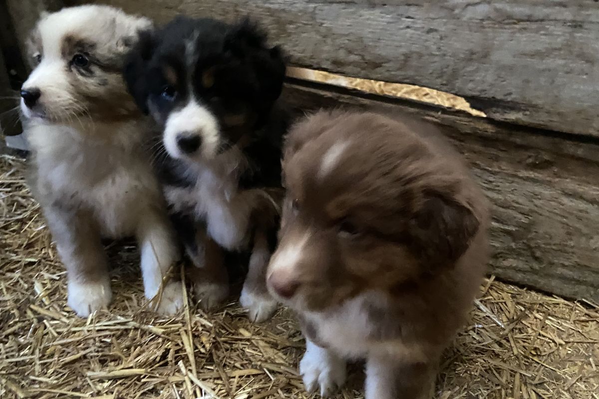Chiots berger australien 
