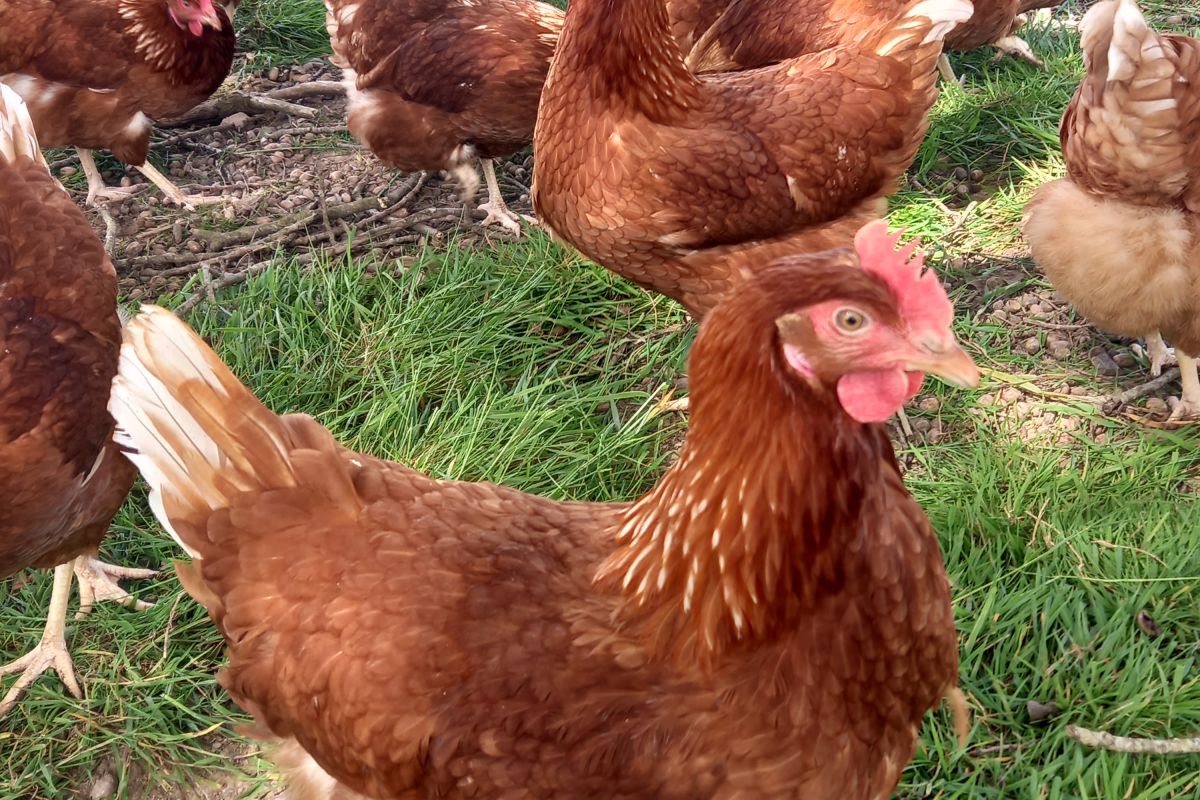 Poules pondeuses BIO 