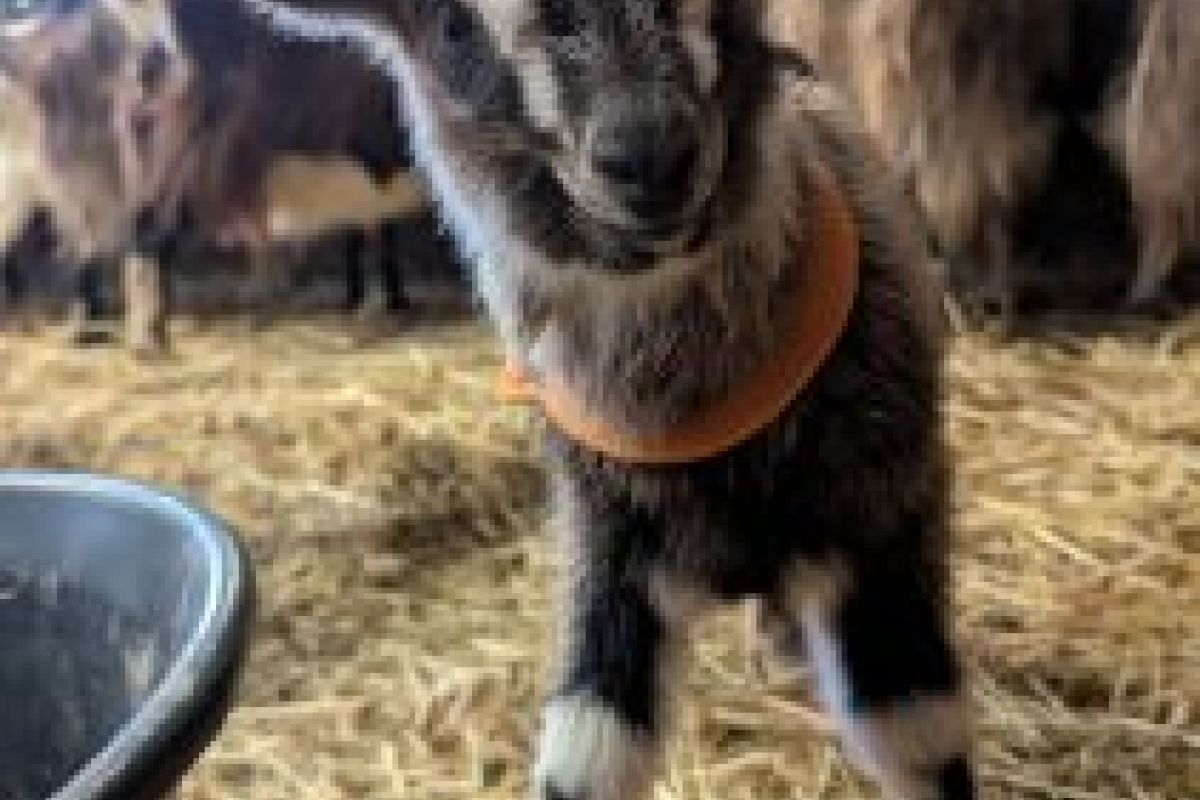 Chevreaux et chevrettes à biberonner