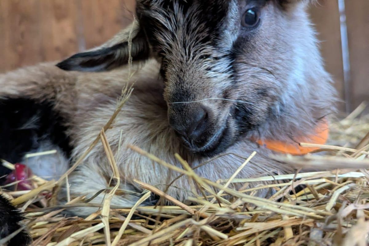 Photo 3 Chevreaux et chevrettes à biberonner