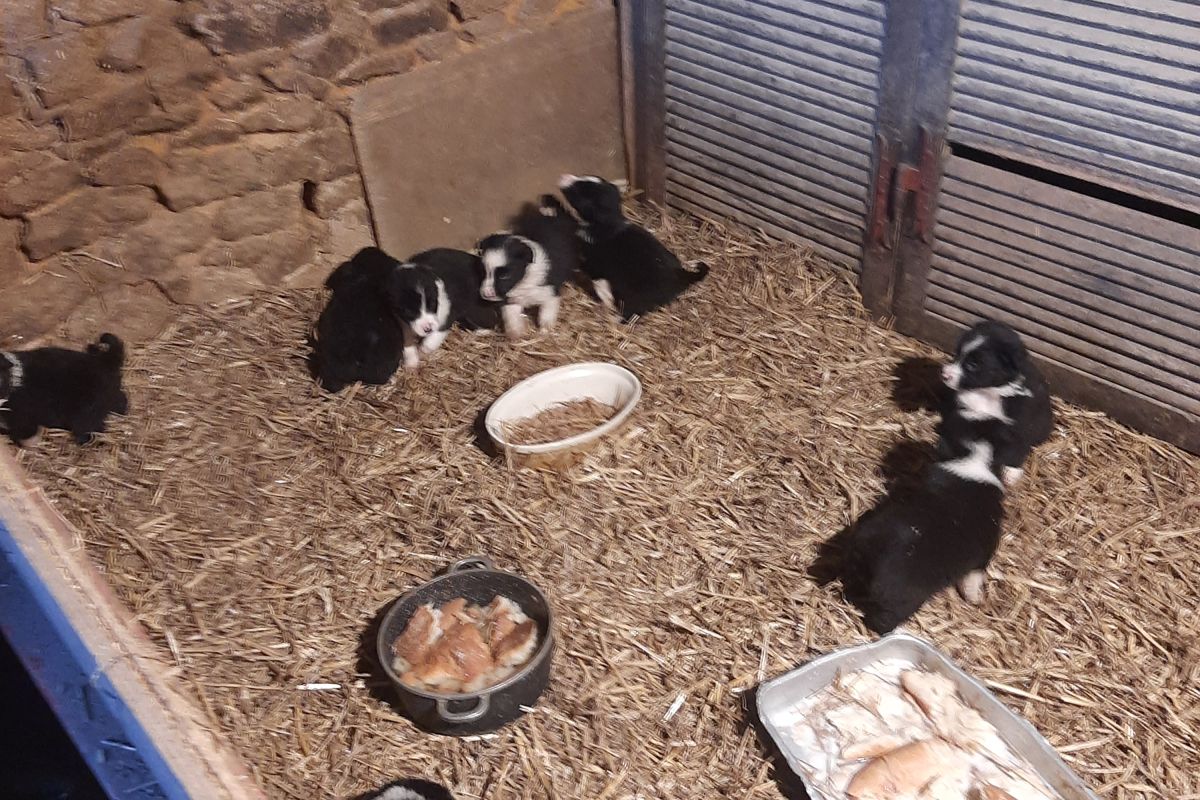 Photo 3 Chiot Border Collie 