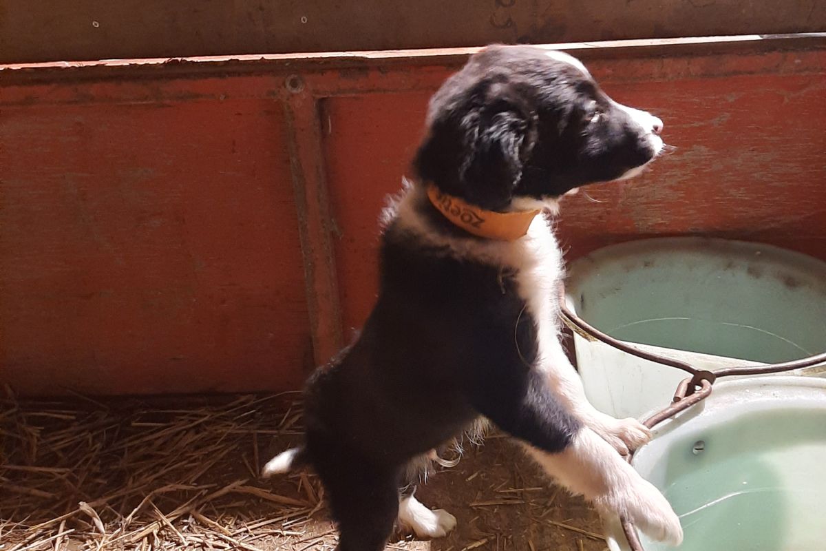 Photo 2 Chiot Border Collie 