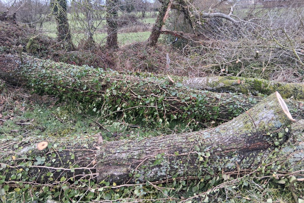 Arbre peulier à débiter bois de chauffages