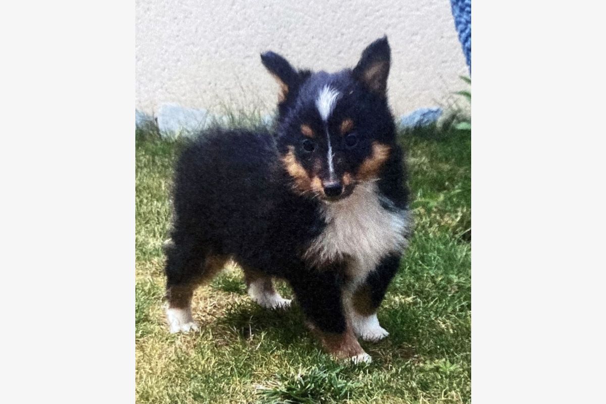 Apparence berger des shetlands