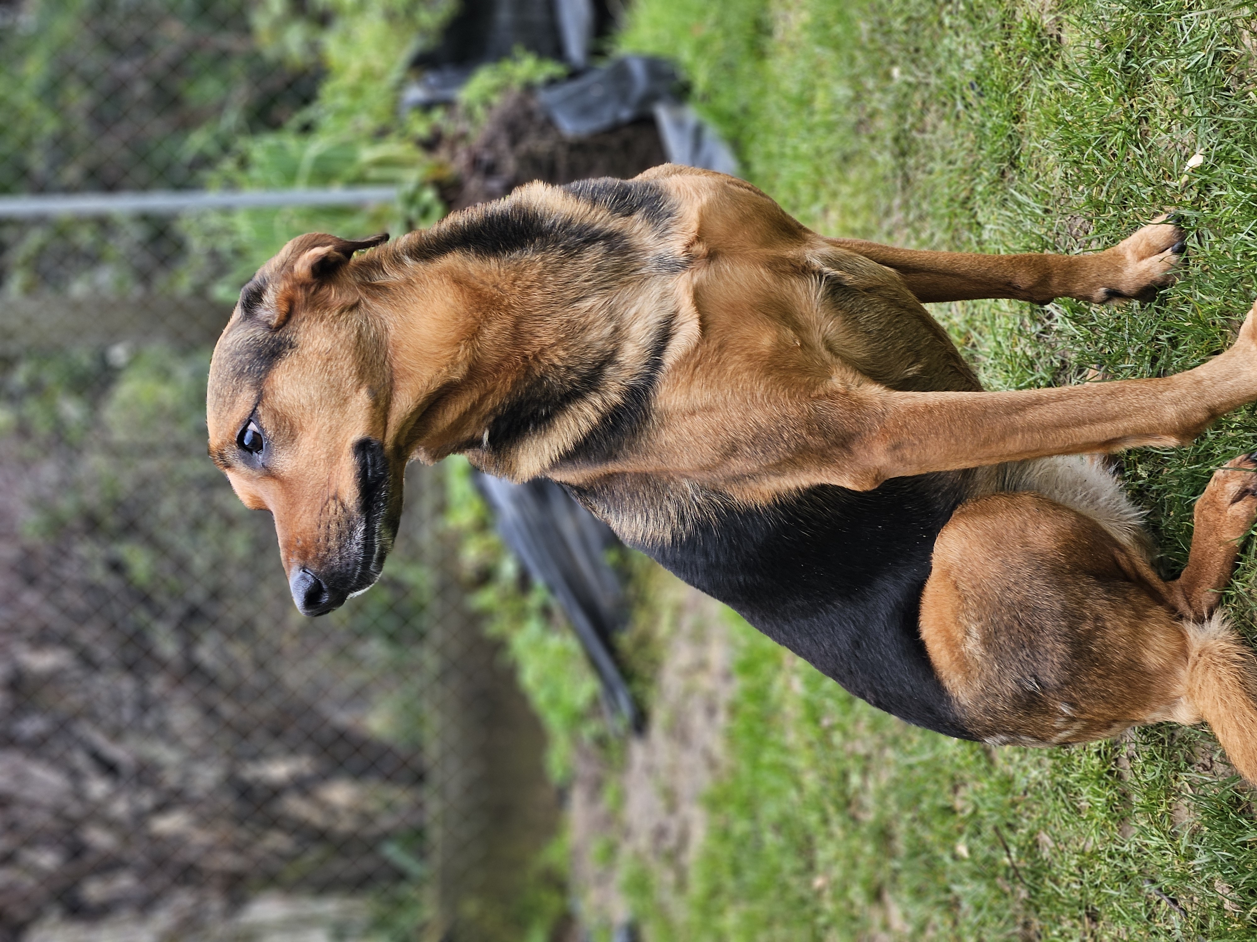 DONNE CHIENNE DE TROUPEAU HUNTAWAY