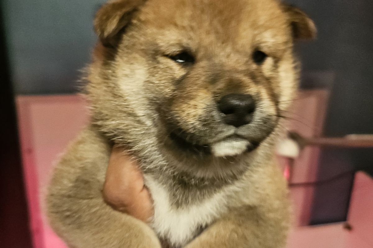 Chiots race shiba inu LOF