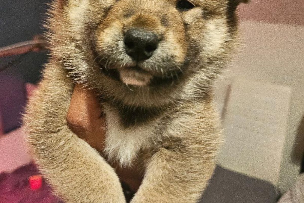 Photo 2 Chiots race shiba inu LOF