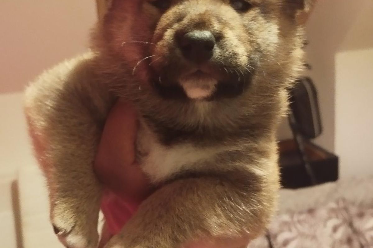 Photo 3 Chiots race shiba inu LOF