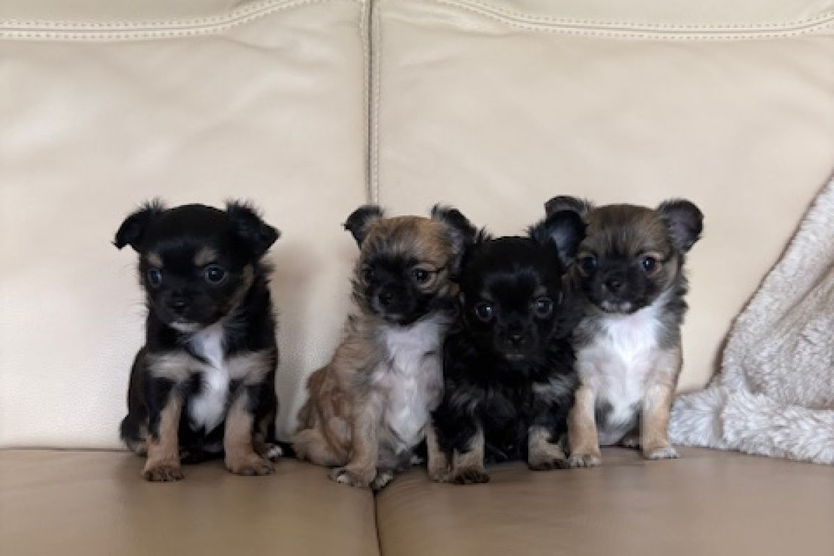 Chiots apparence chihuahua