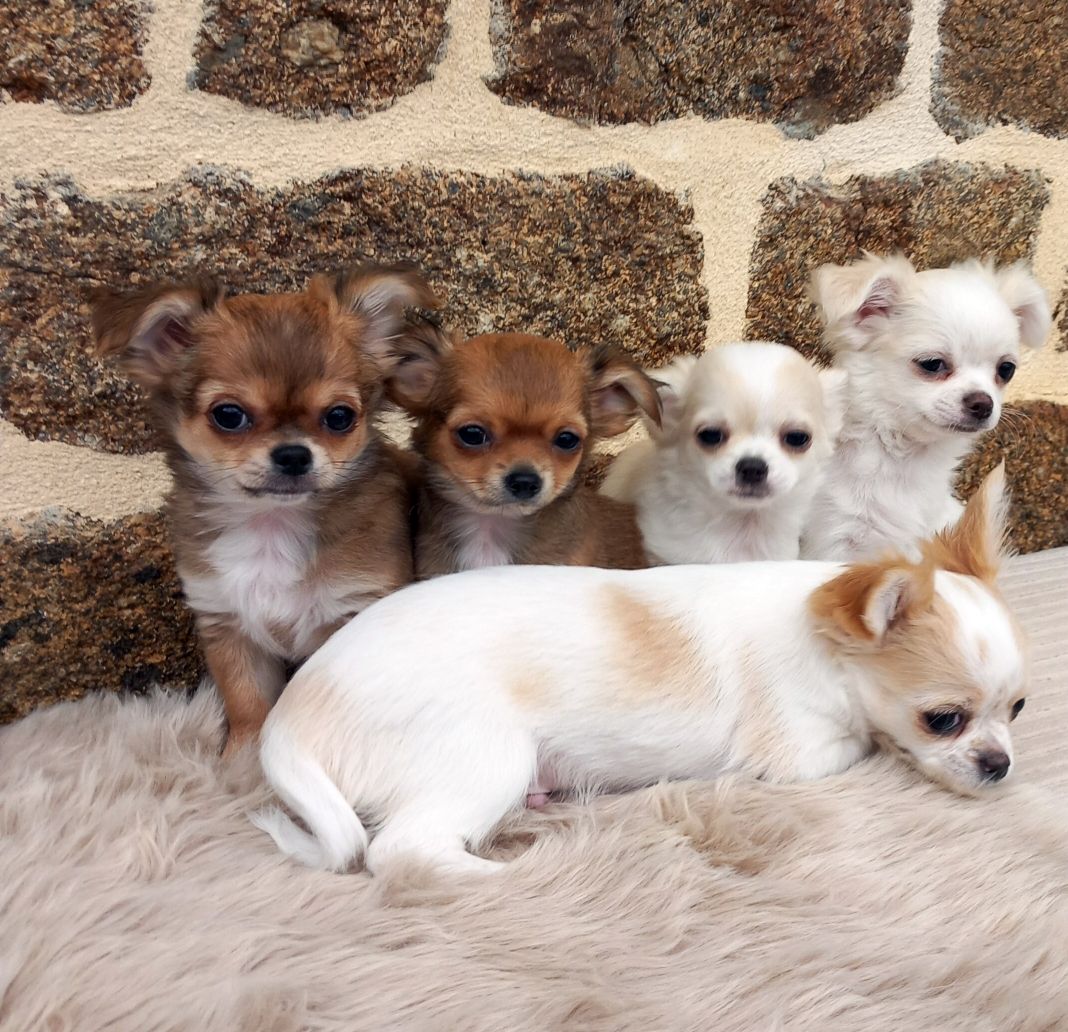 Race Chihuahua poils longs