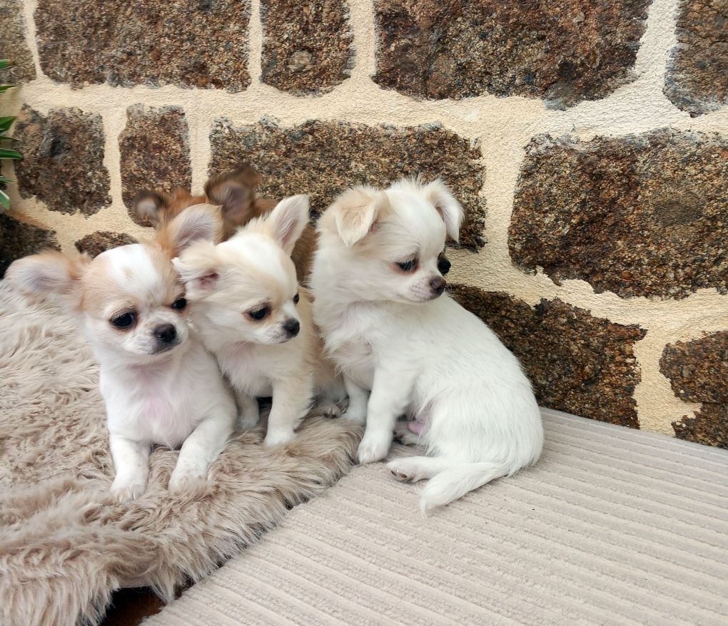 Photo 2 Race Chihuahua poils longs