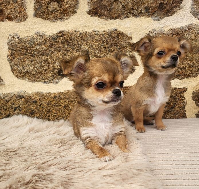 Photo 3 Race Chihuahua poils longs