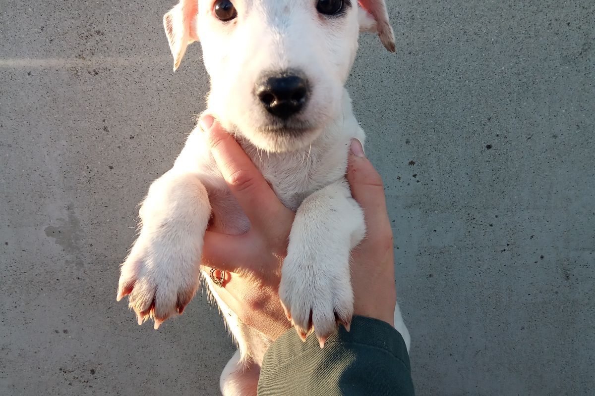 Chiots Femelles Jack russel non lof