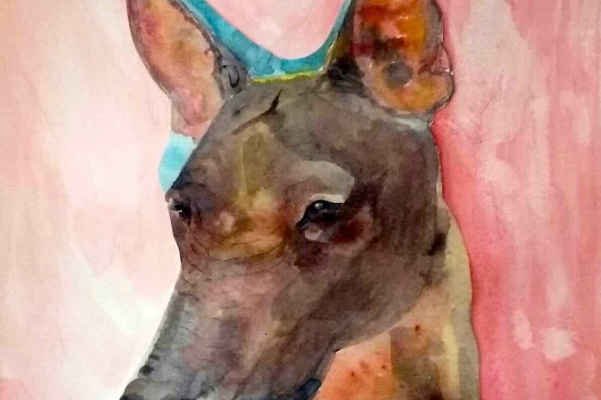 Photo 2 Portraits animaliers 