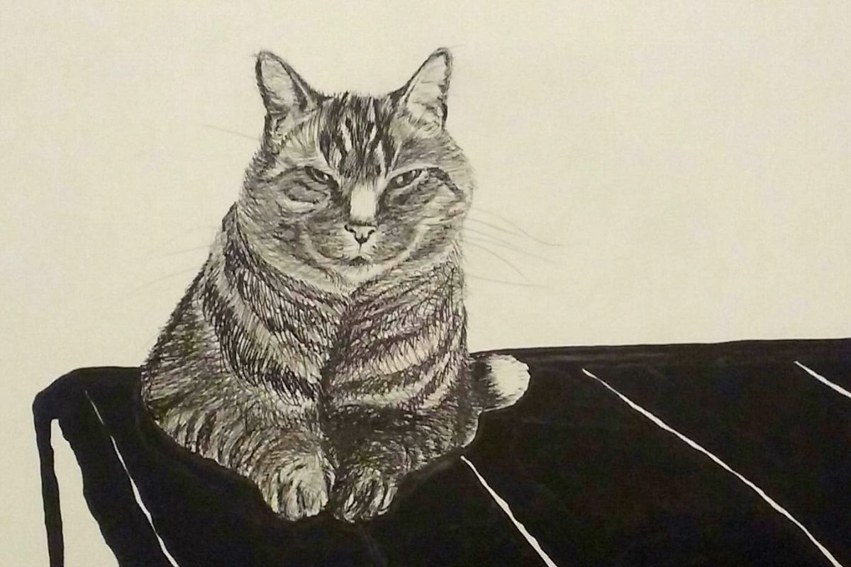 Photo 3 Portraits animaliers 