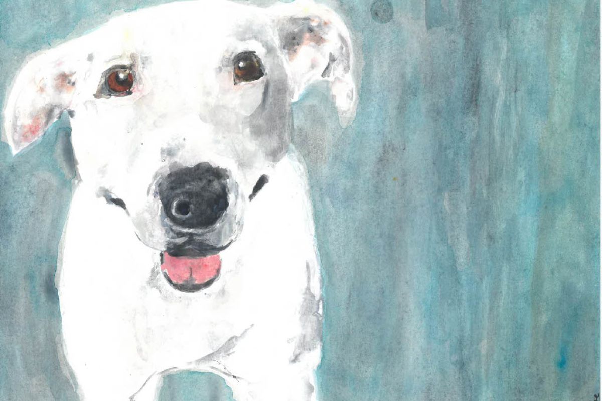 Portraits animaliers 