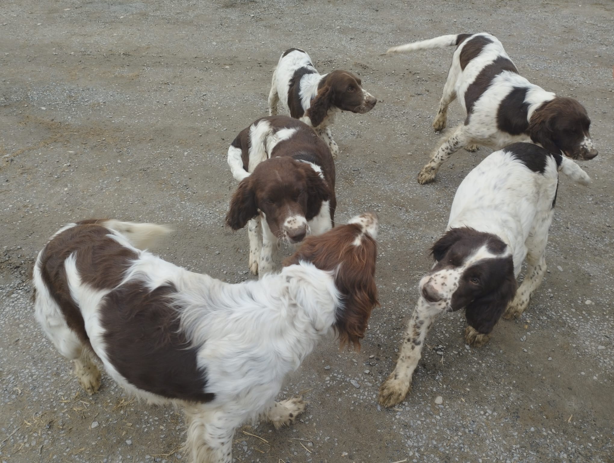 Apparence épagneul français