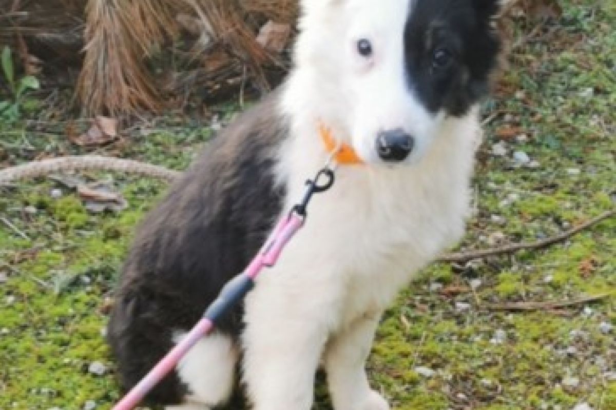 Femelle apparence border collie 