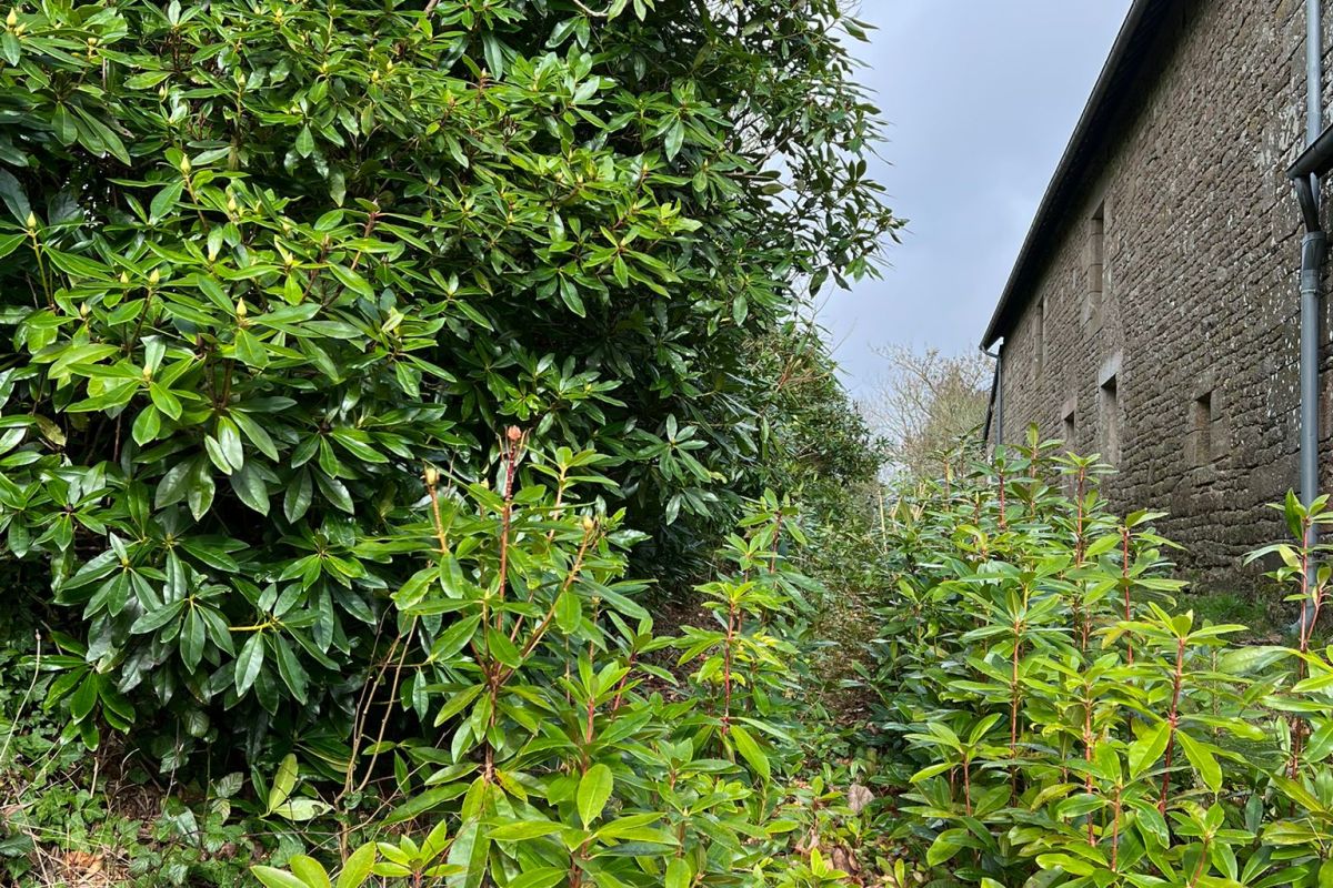 Rhododendrons (Ponticum)