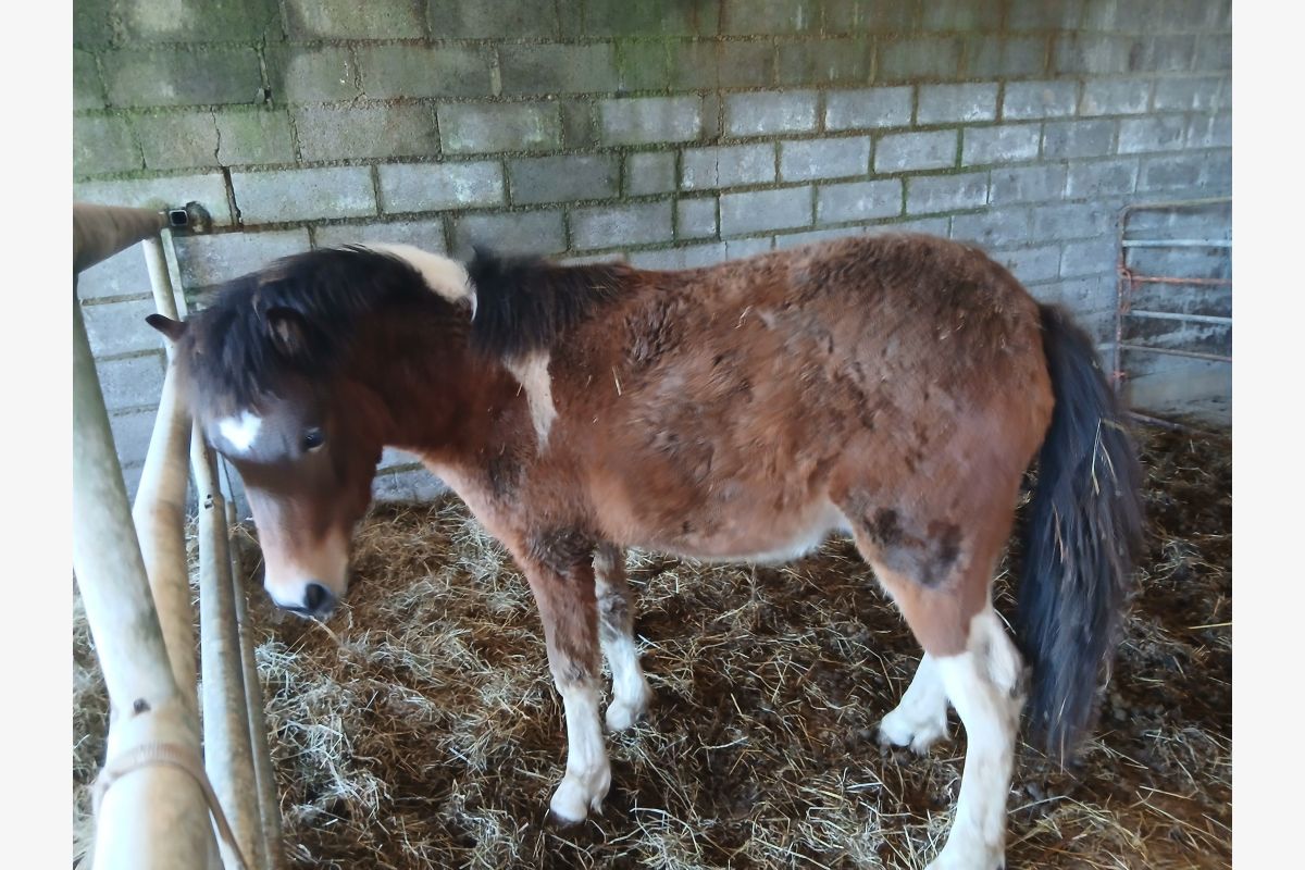 Poulain mâle entier