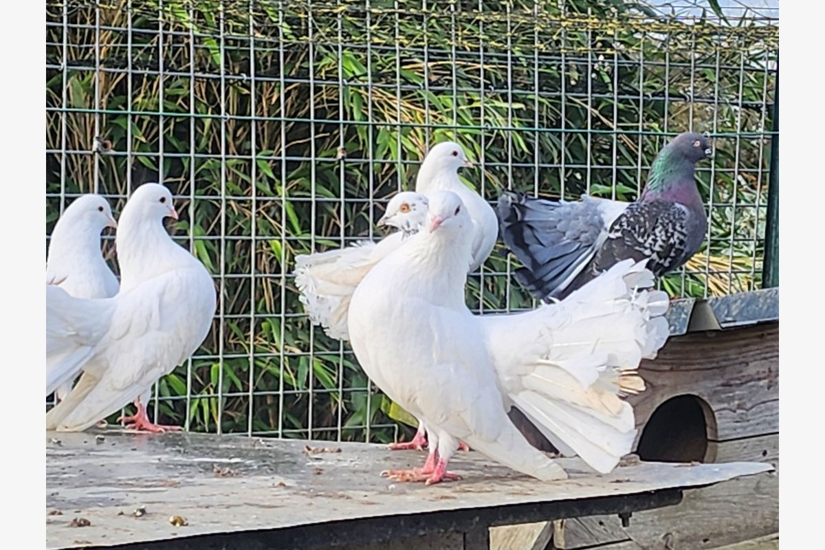 Couple de pigeons paon blancs