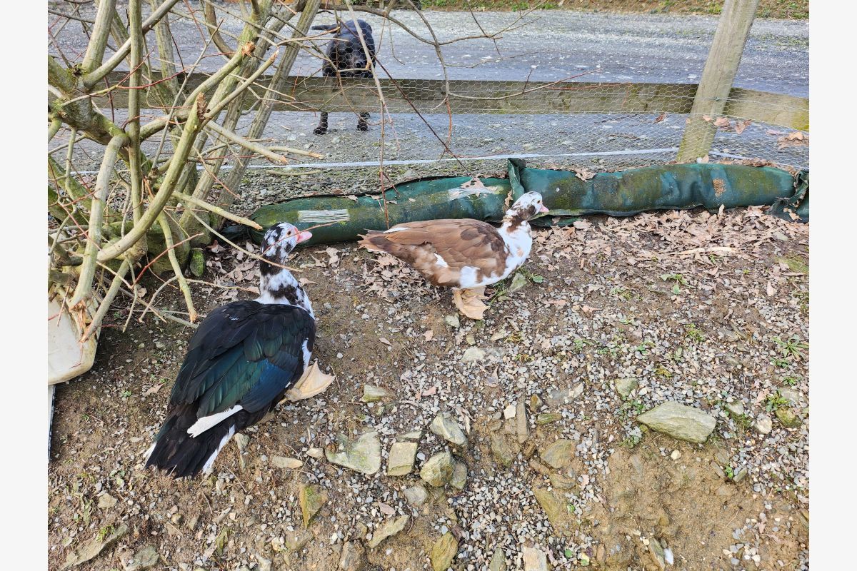 Canards d'Inde adultes
