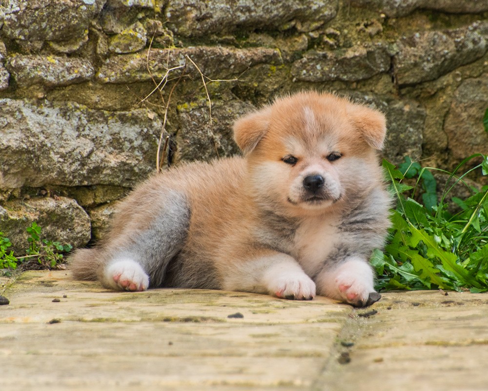 Photo 2 Race Akita inu