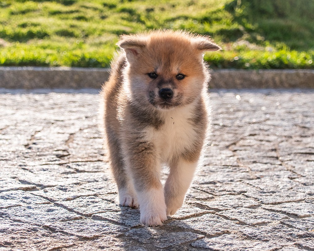 Race Akita inu