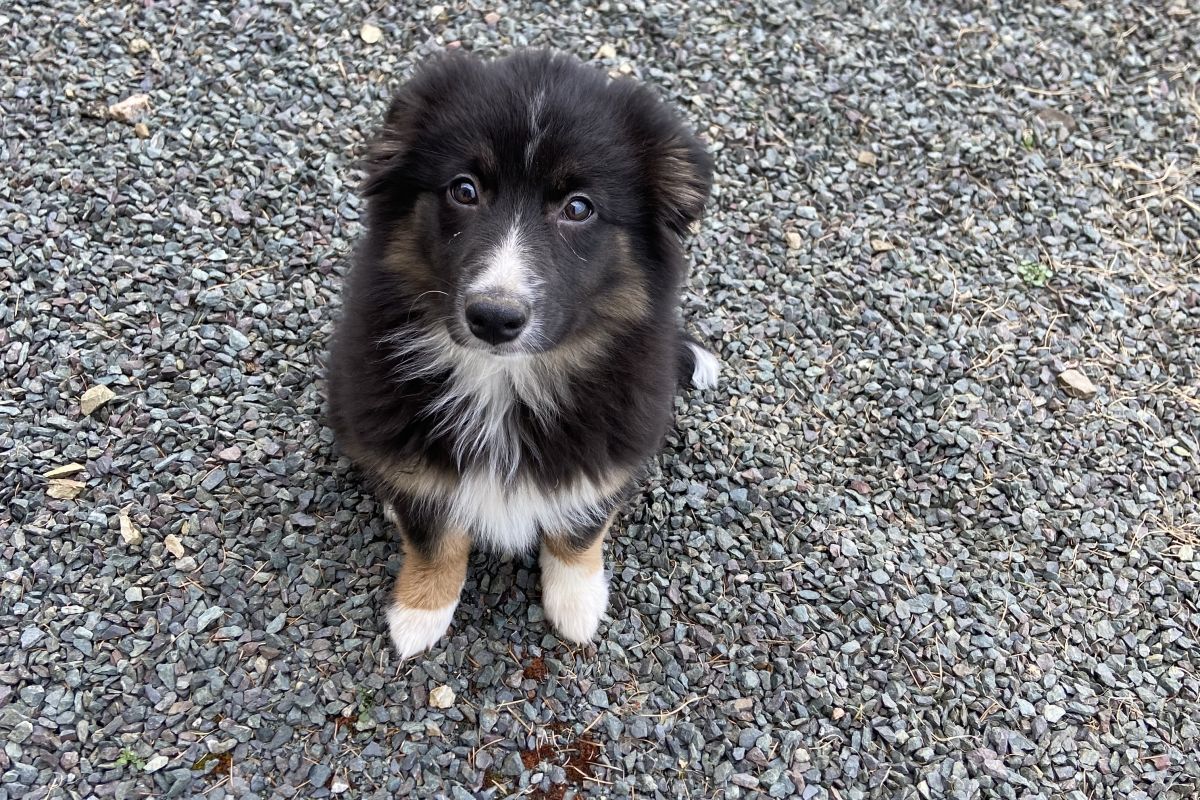 Photo 2 Chiot berger australien 