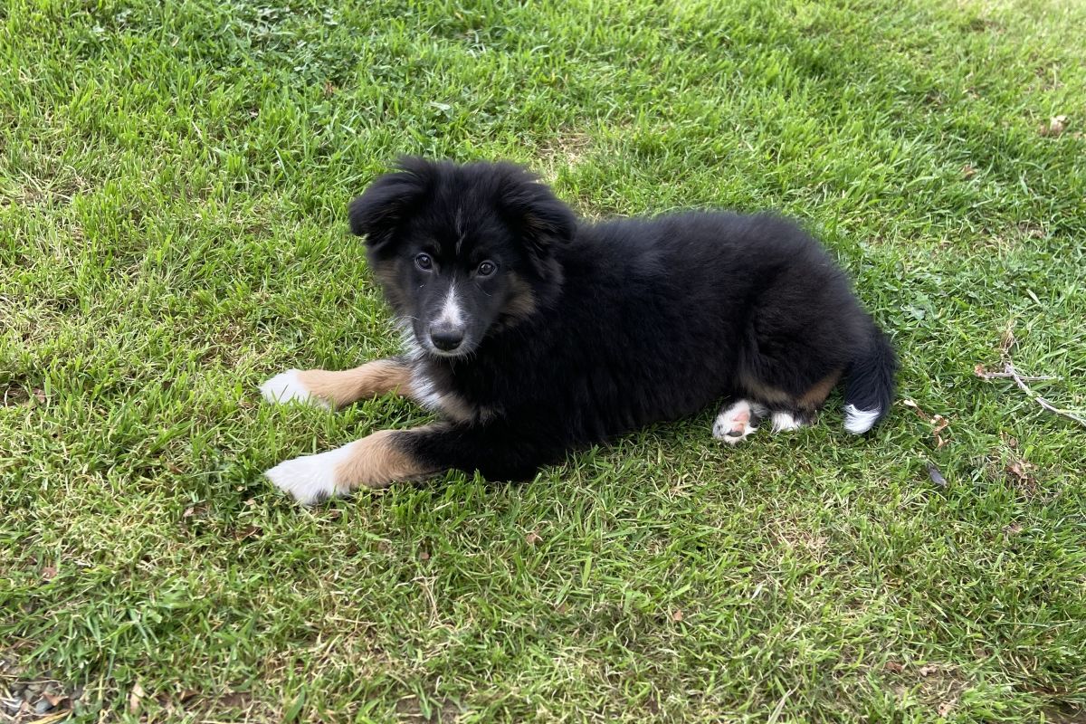 Chiot berger australien 