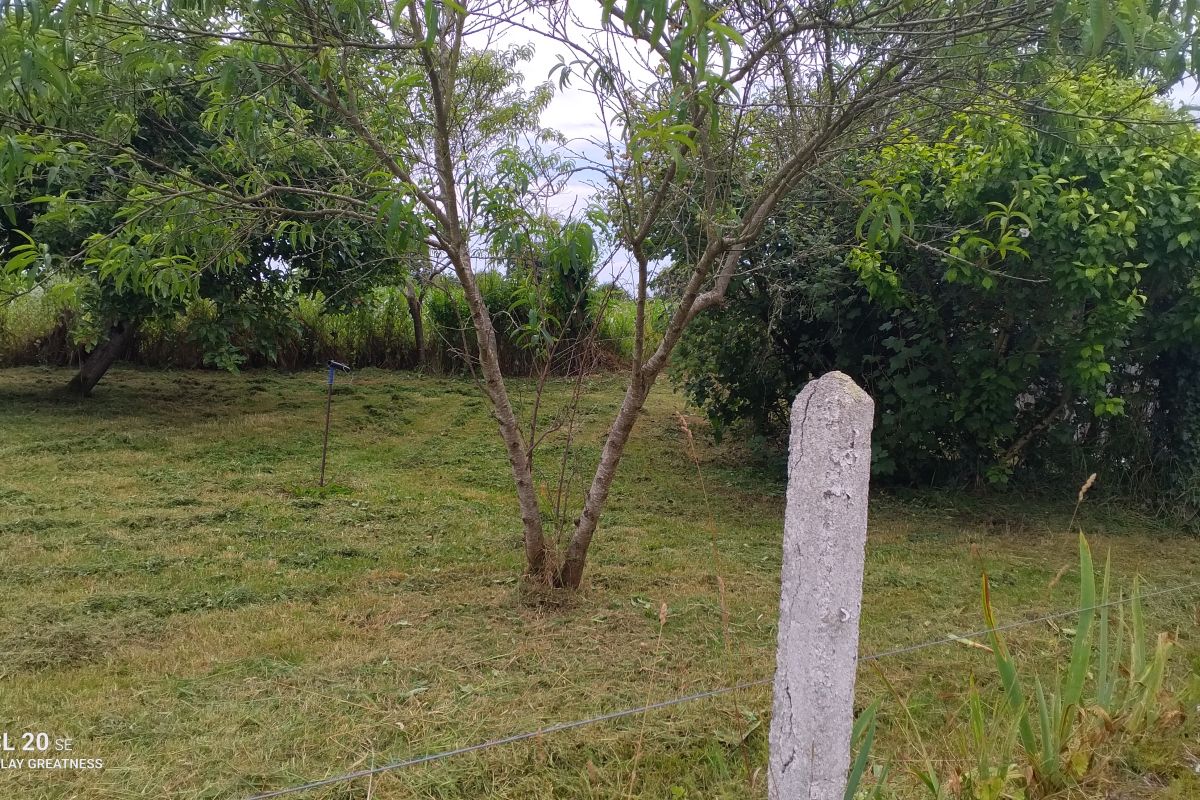 Photo 2 Jardinier propose ses services