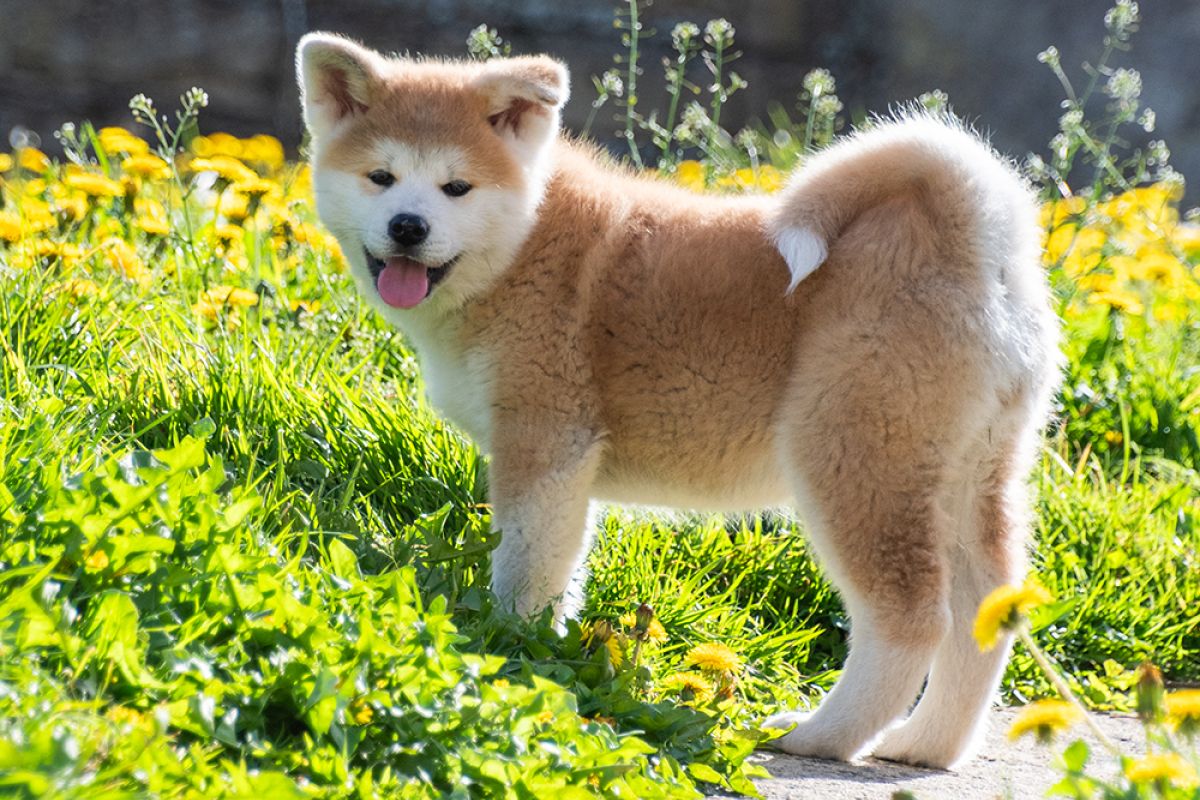 Race akita inu