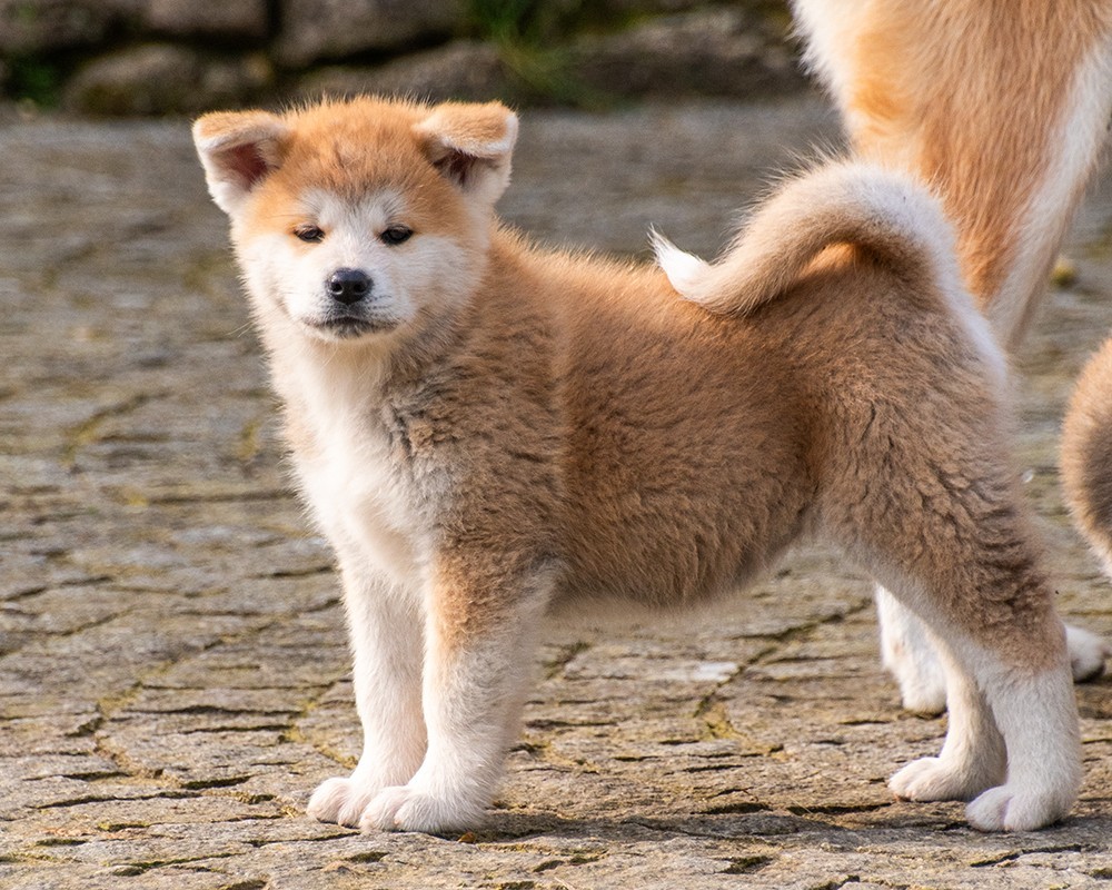 Photo 3 Race akita inu