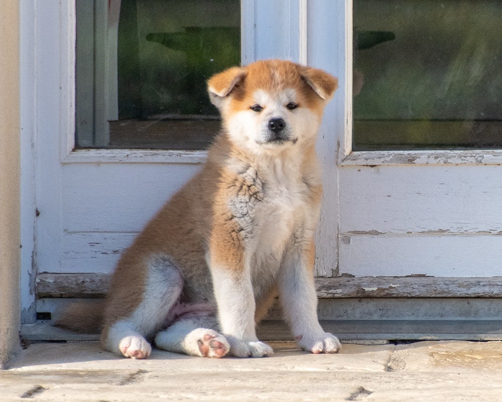 Photo 2 Race akita inu