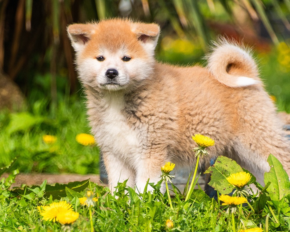 Race akita inu