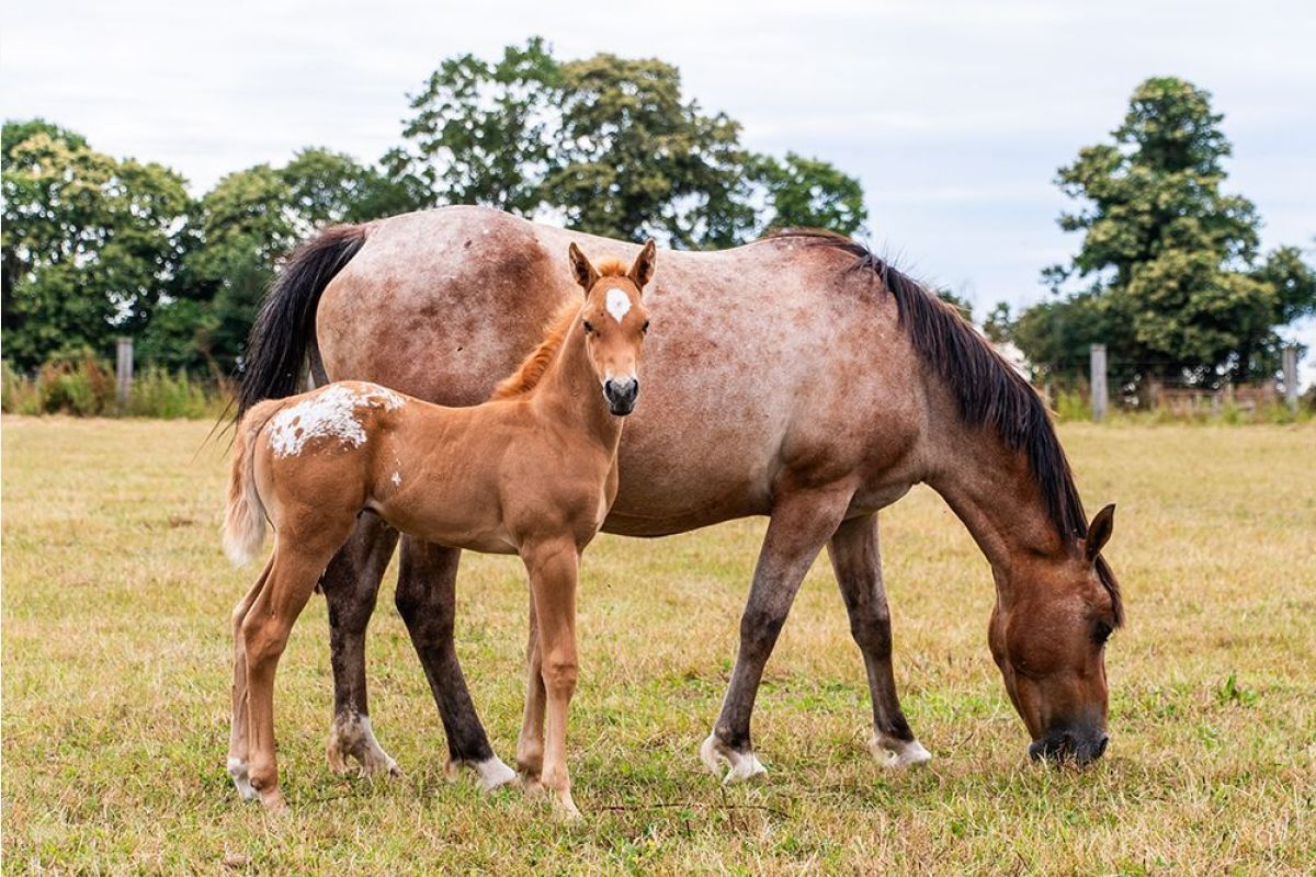 2 poulains appaloosa