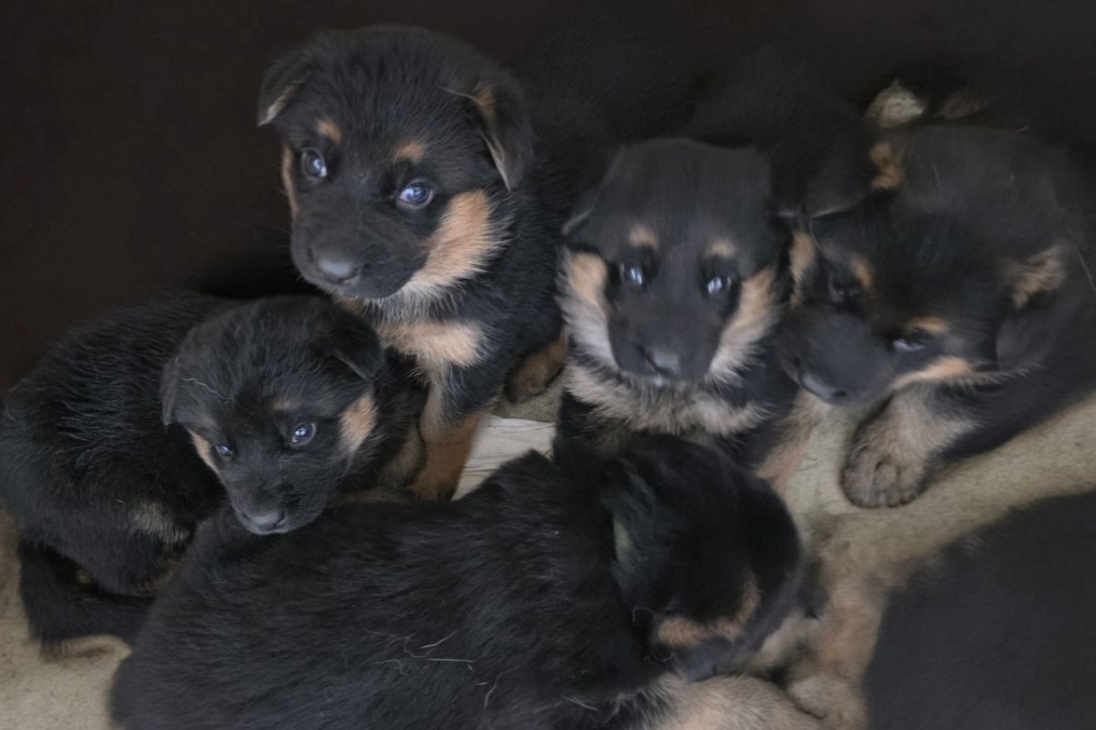 Chiots type berger allemand 