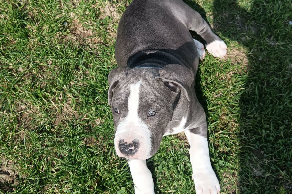 Photo 3 Race americain staff