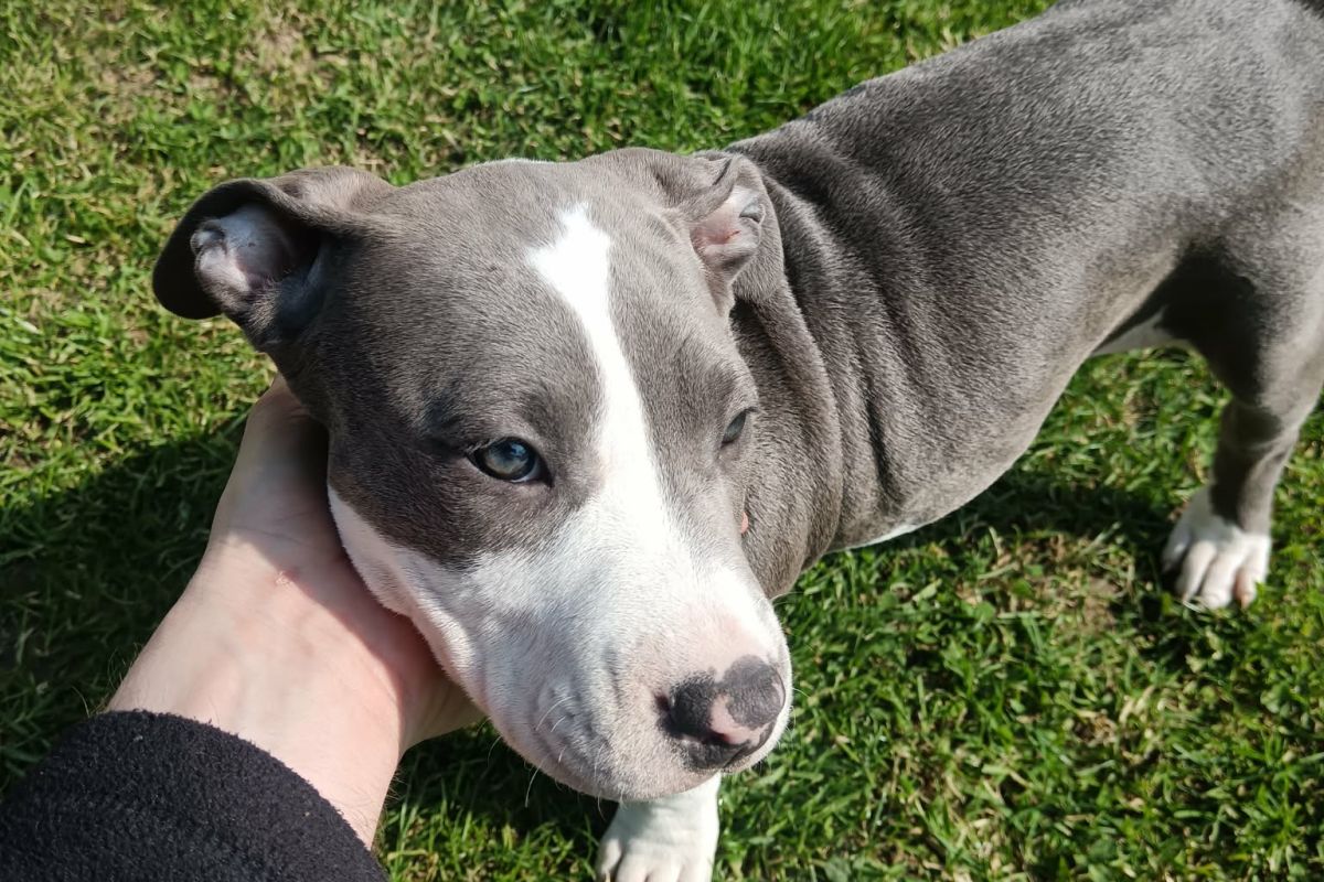 Photo 2 Race americain staff