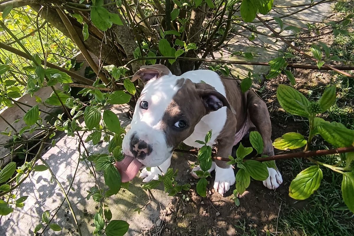 Race americain staff