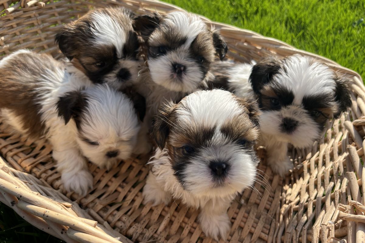 Adorables chiots shih-tzu à réserver