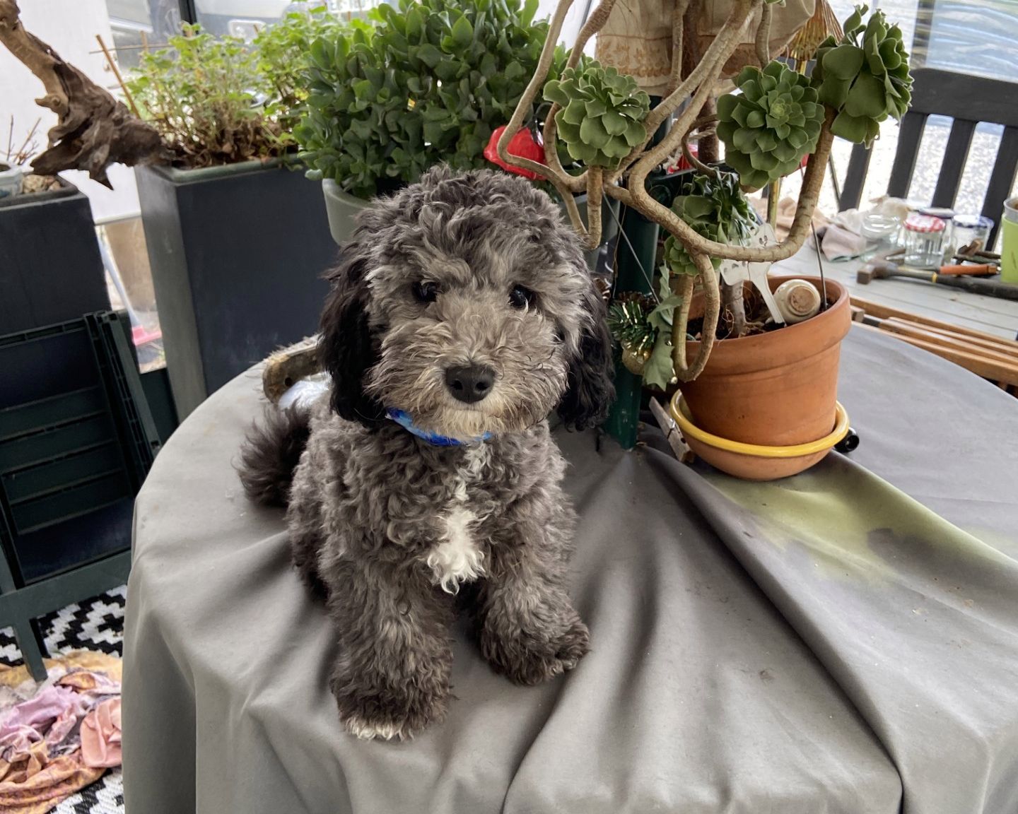 Apparence caniche nain