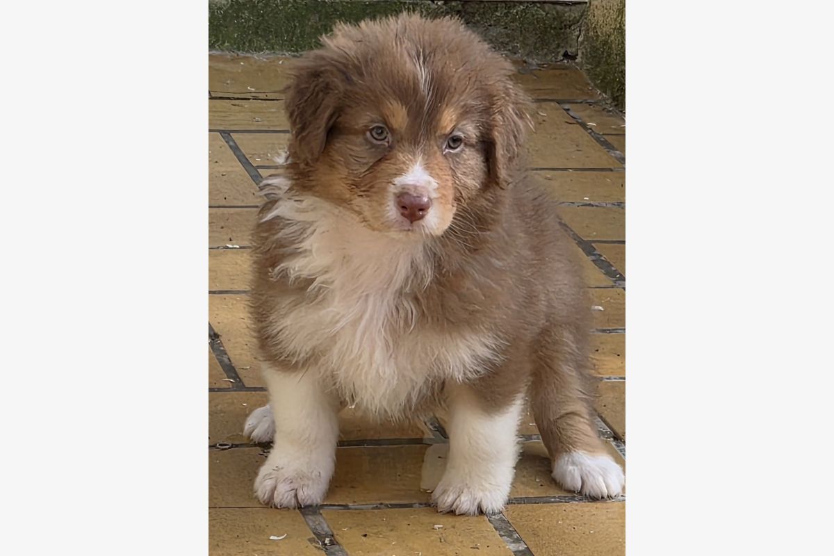 Apparence border collie