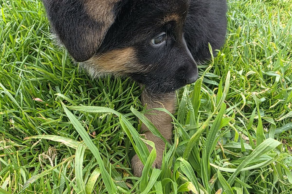 Photo 2 Chiots apparence berger allemand 